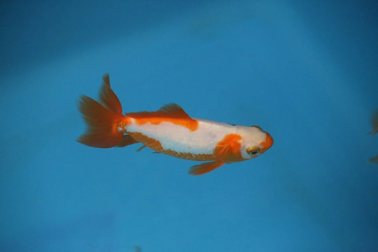竹島水族館の金魚